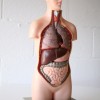 Plastic Anatomical Model1