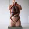 Plastic Anatomical Model2