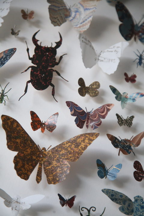 Framed Paper Entomology by Helen Ward 3